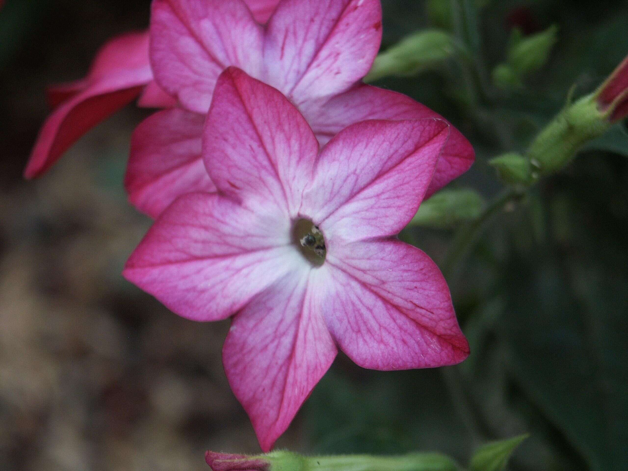 Image of Nicotiana sanderae