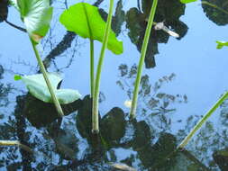 Image of Yellow Pond-Lily