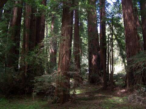 Image of redwood