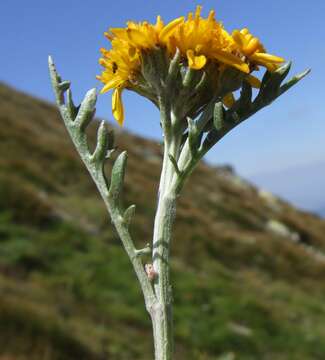 Jacobaea incana (L.) Veldkamp的圖片