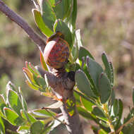 Plancia ëd Leucadendron discolor Buek ex Meissn.