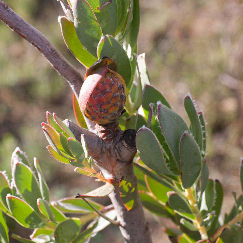 Plancia ëd Leucadendron discolor Buek ex Meissn.