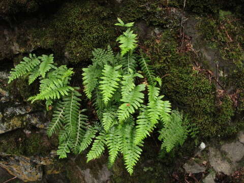 Polypodium sibiricum Siplivinsky的圖片