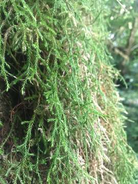 Image of Oregon spikemoss