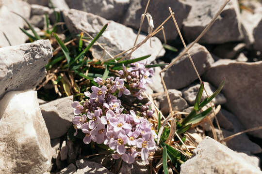 Imagem de Noccaea rotundifolia (L.) Moench