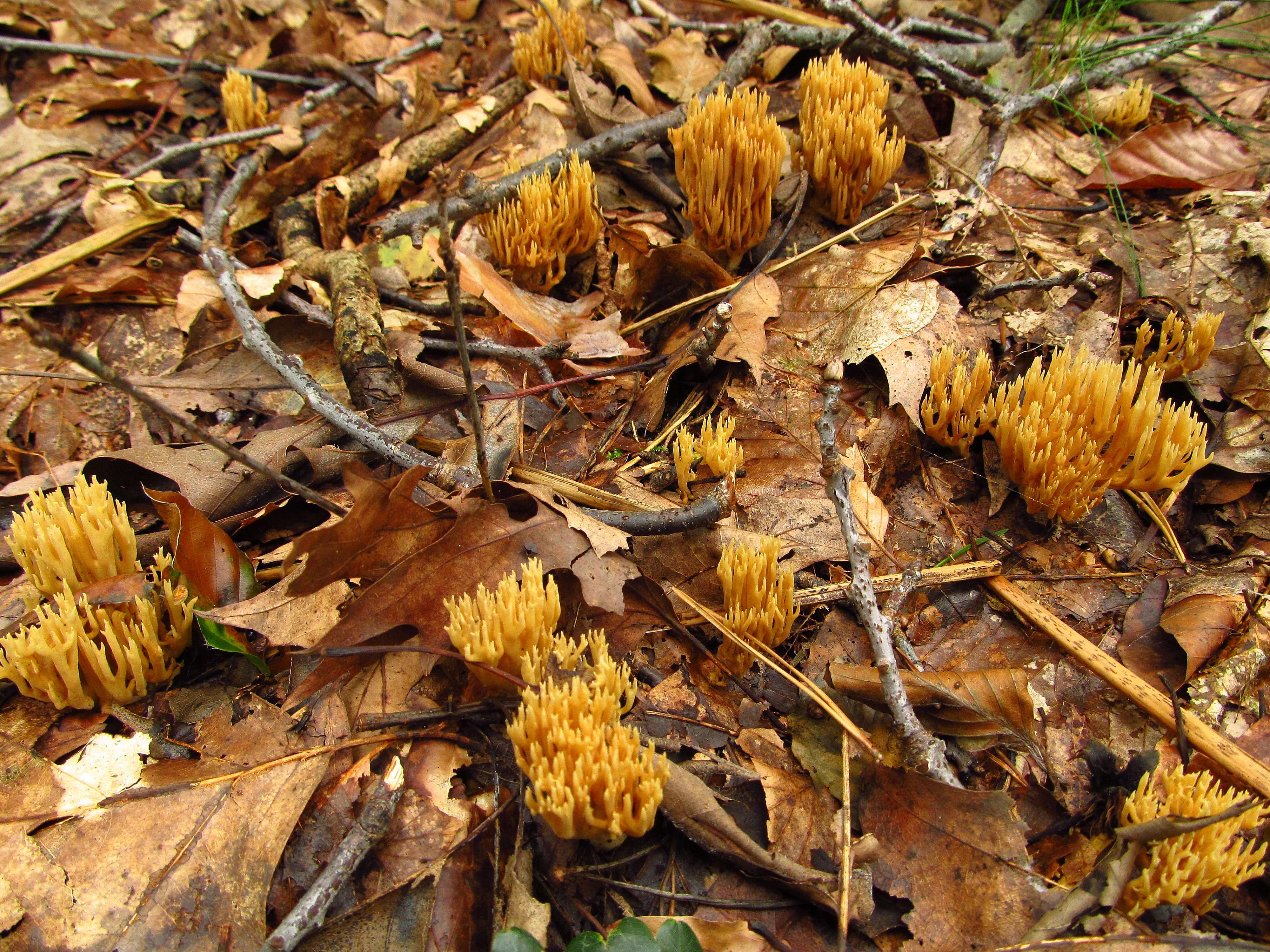 Слика од Ramaria stricta (Pers.) Quél. 1888