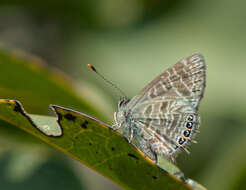 Imagem de Monile gemmifera maculata