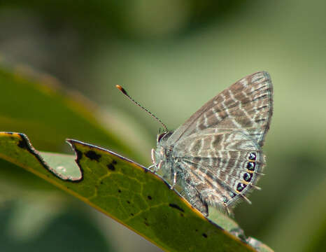 Image of Monile gemmifera maculata