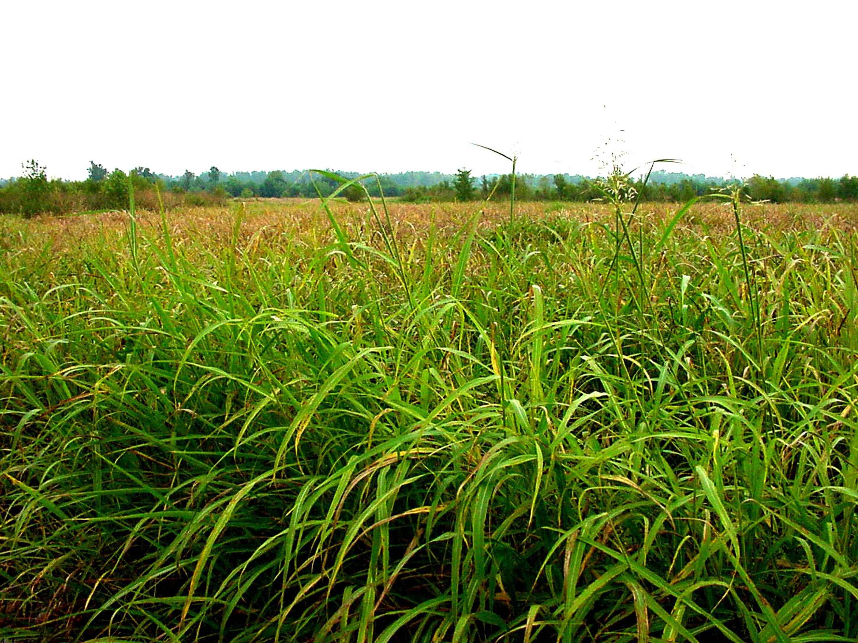 Image of Johnson grass