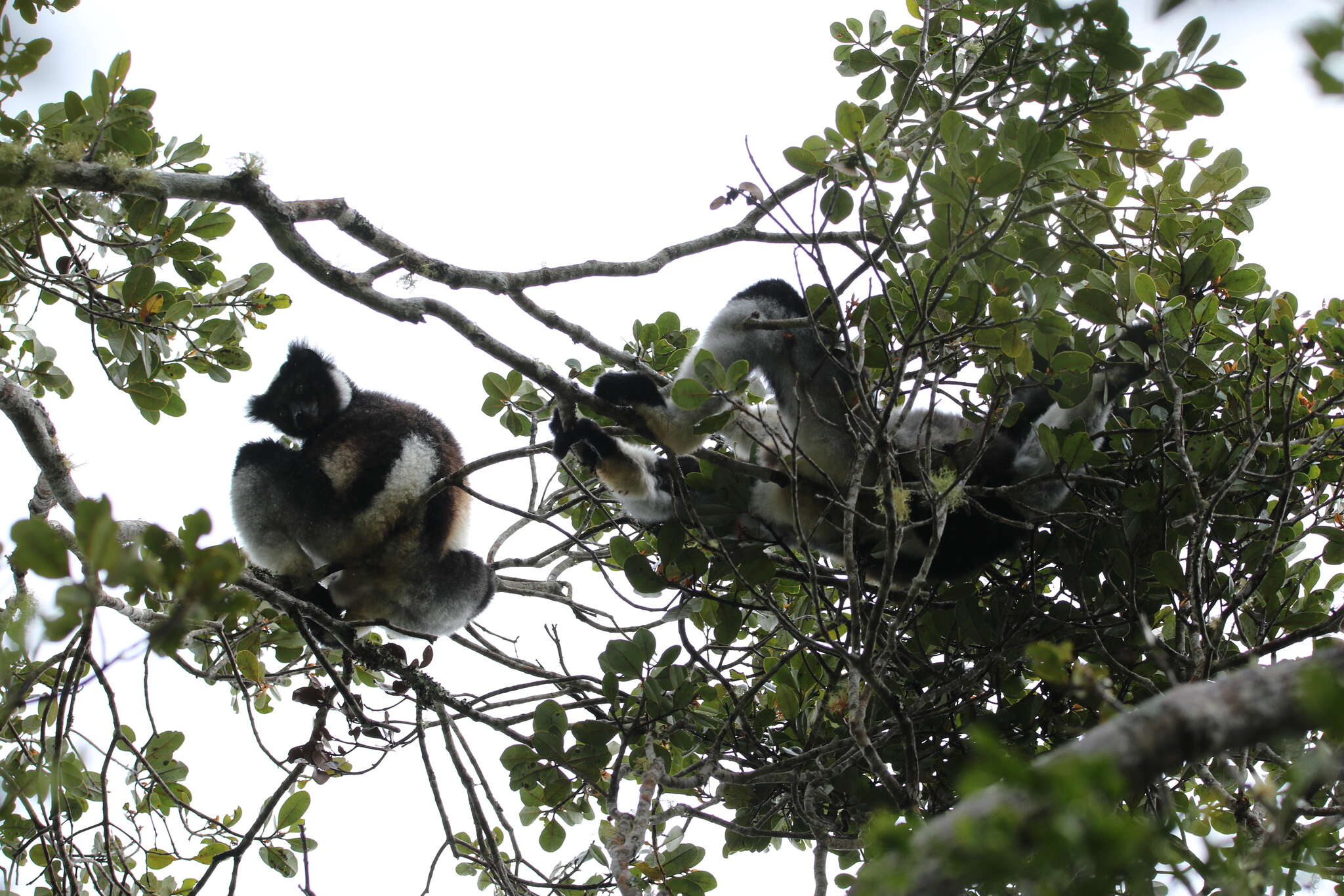 Image of indri