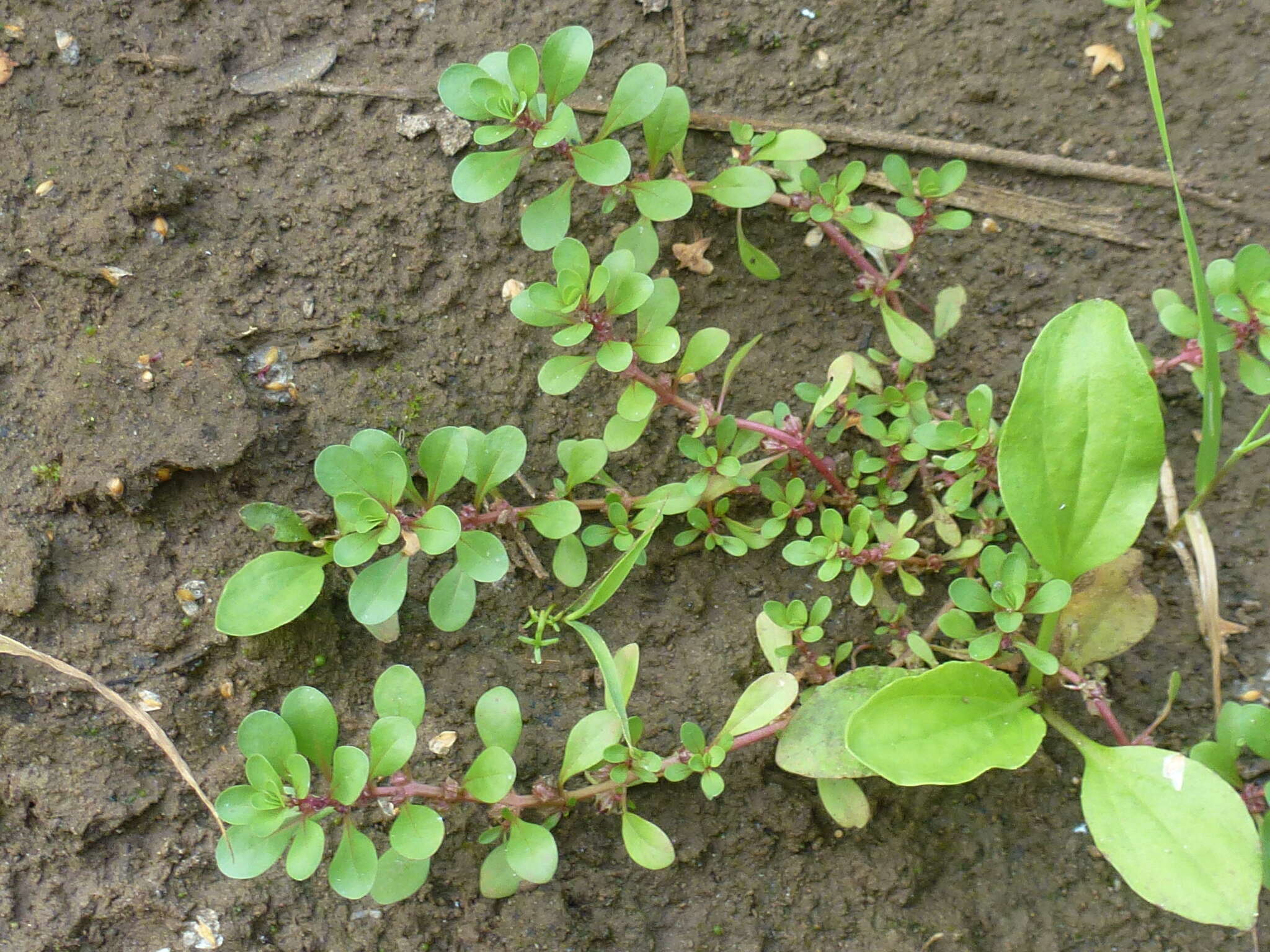 Plancia ëd Lythrum portula (L.) D. A. Webb