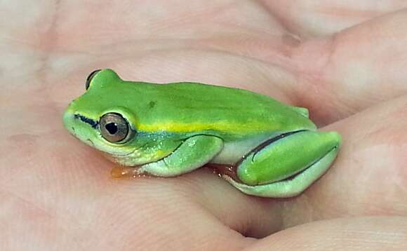 Image of Dumeril's Bright-eyed Frog