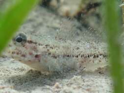 Image of Couch's Goby