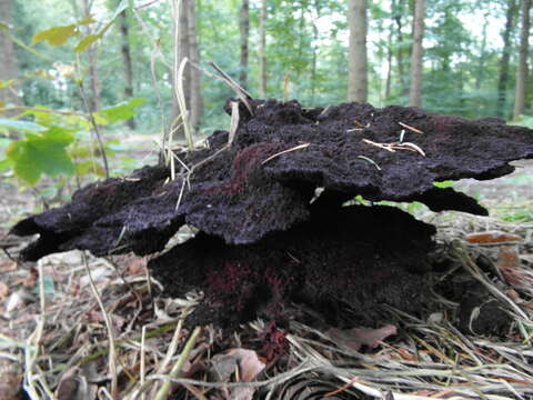 Image of dyer's polypore