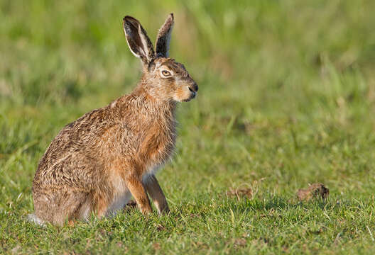 Plancia ëd Lepus europaeus Pallas 1778