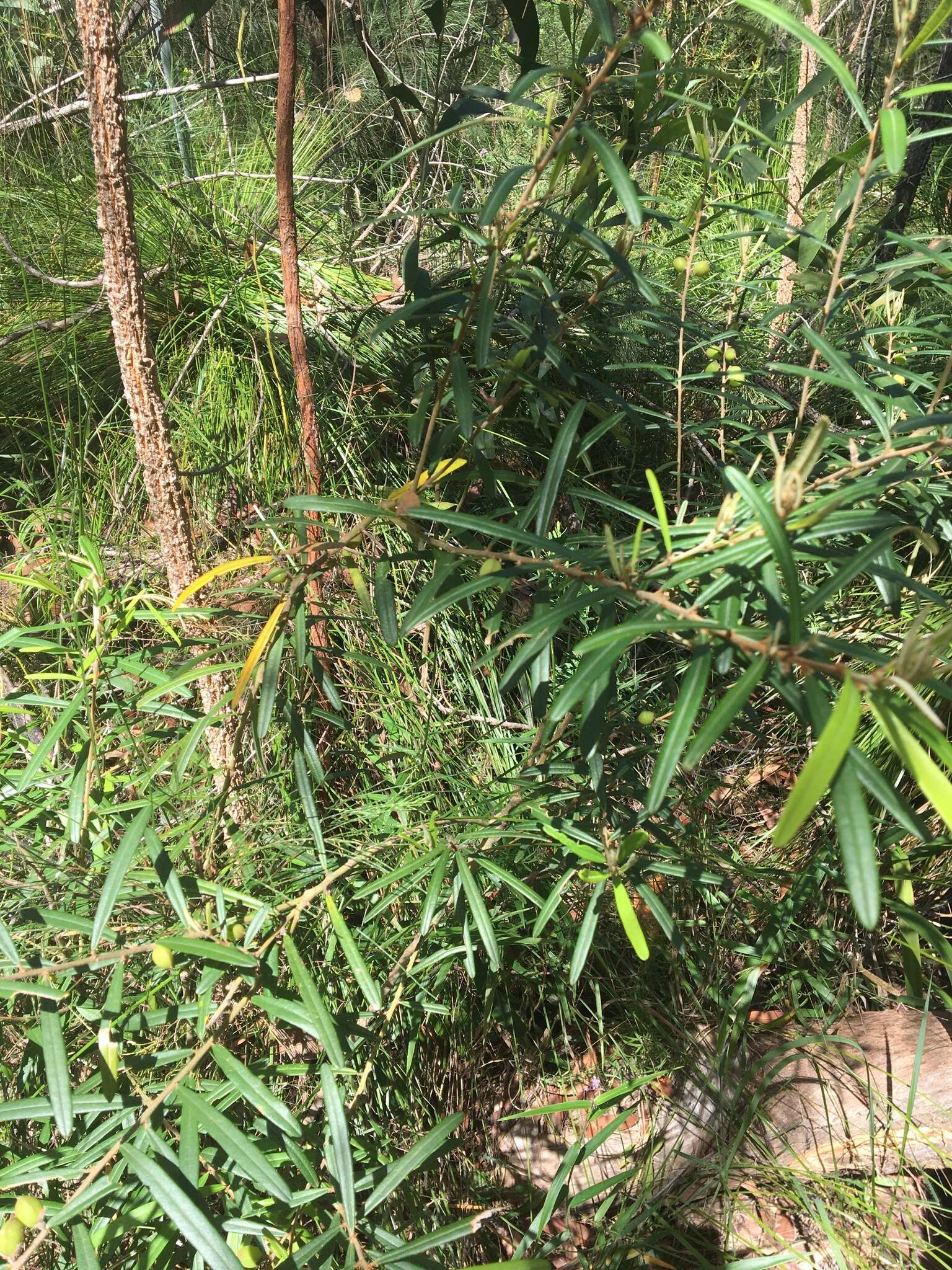 Image of Hovea clavata I. Thomps.