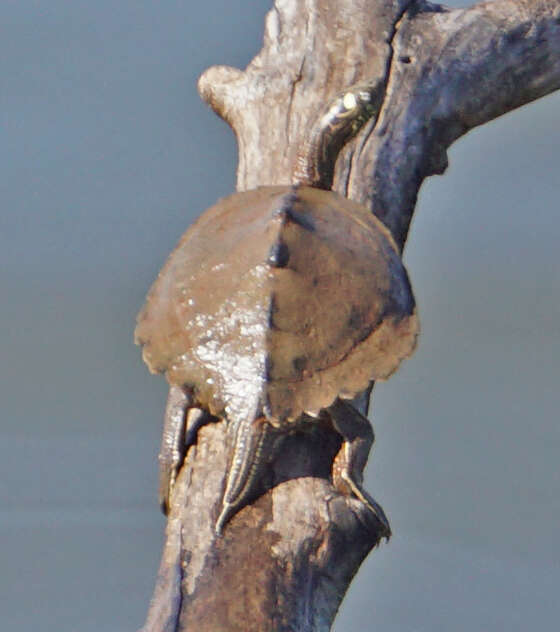 Image of Ouachita Map Turtle