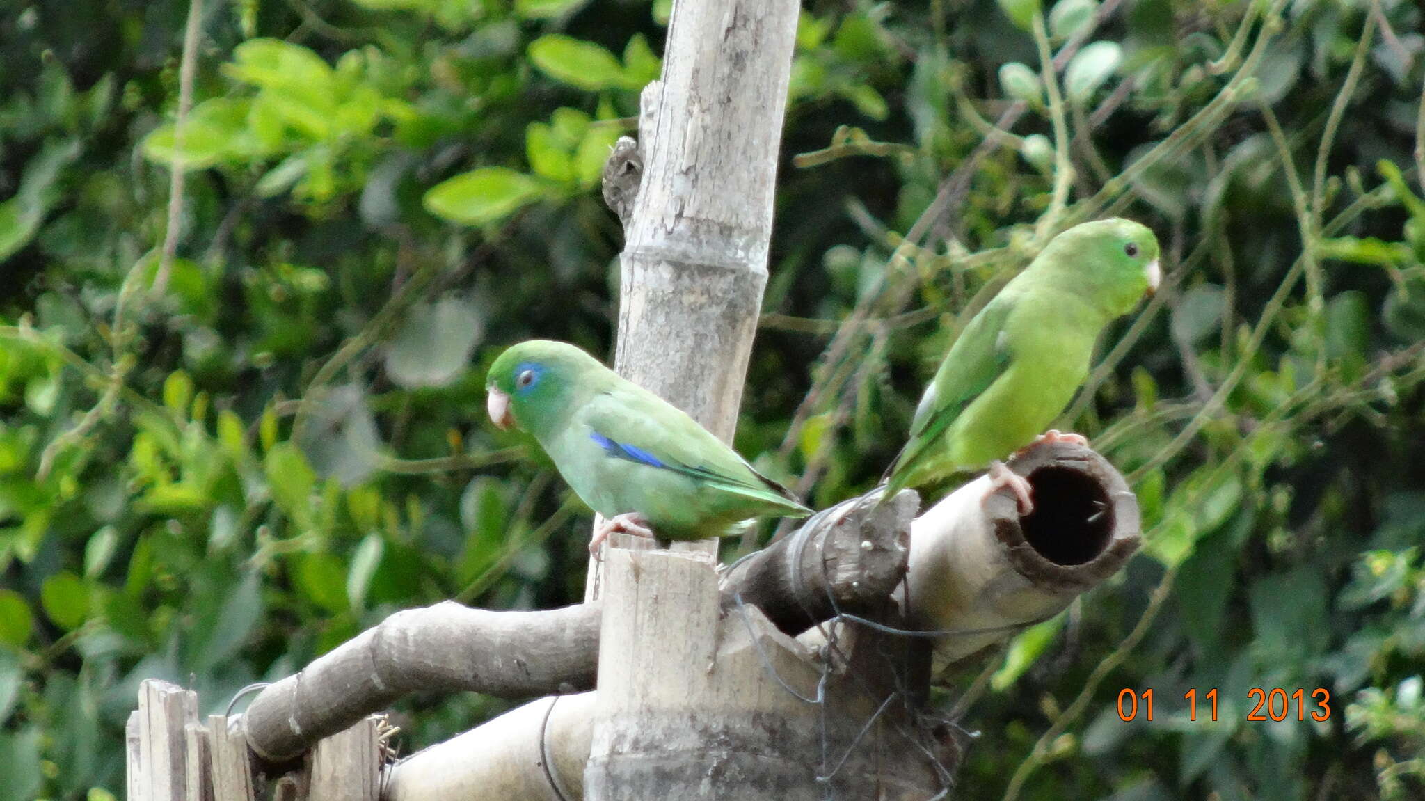 صورة Forpus conspicillatus (Lafresnaye 1848)