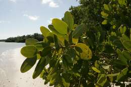 Image of red mangrove