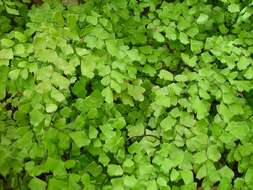 Image of delta maidenhair