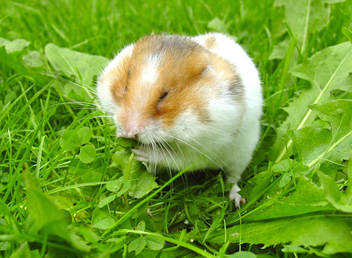 Image of Golden Hamster