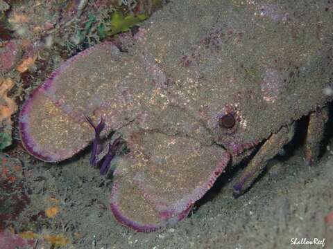 Image of Blunt Slipper Lobster