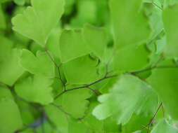 Image of delta maidenhair