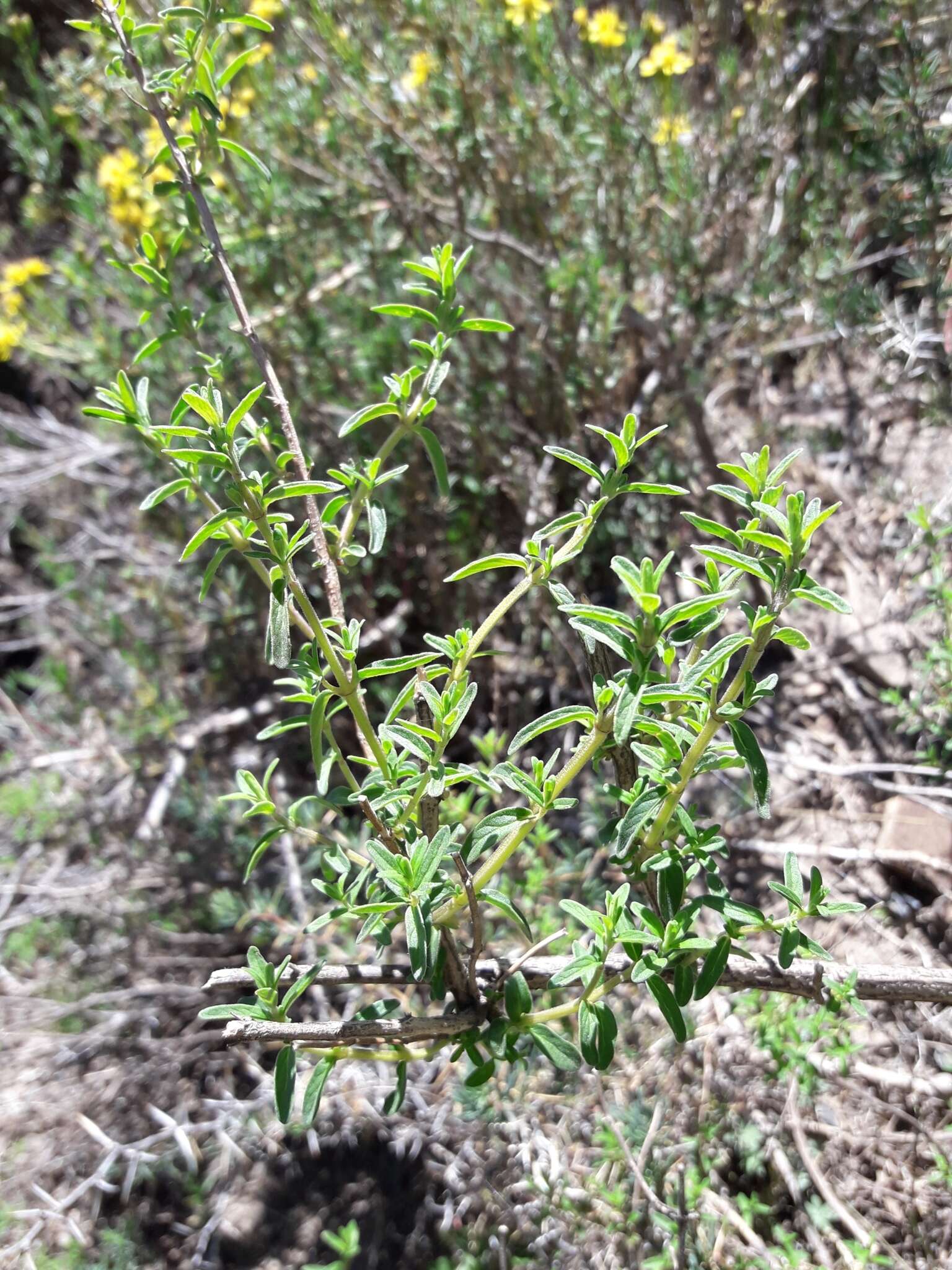 Sivun Clinopodium gilliesii (Benth.) Kuntze kuva