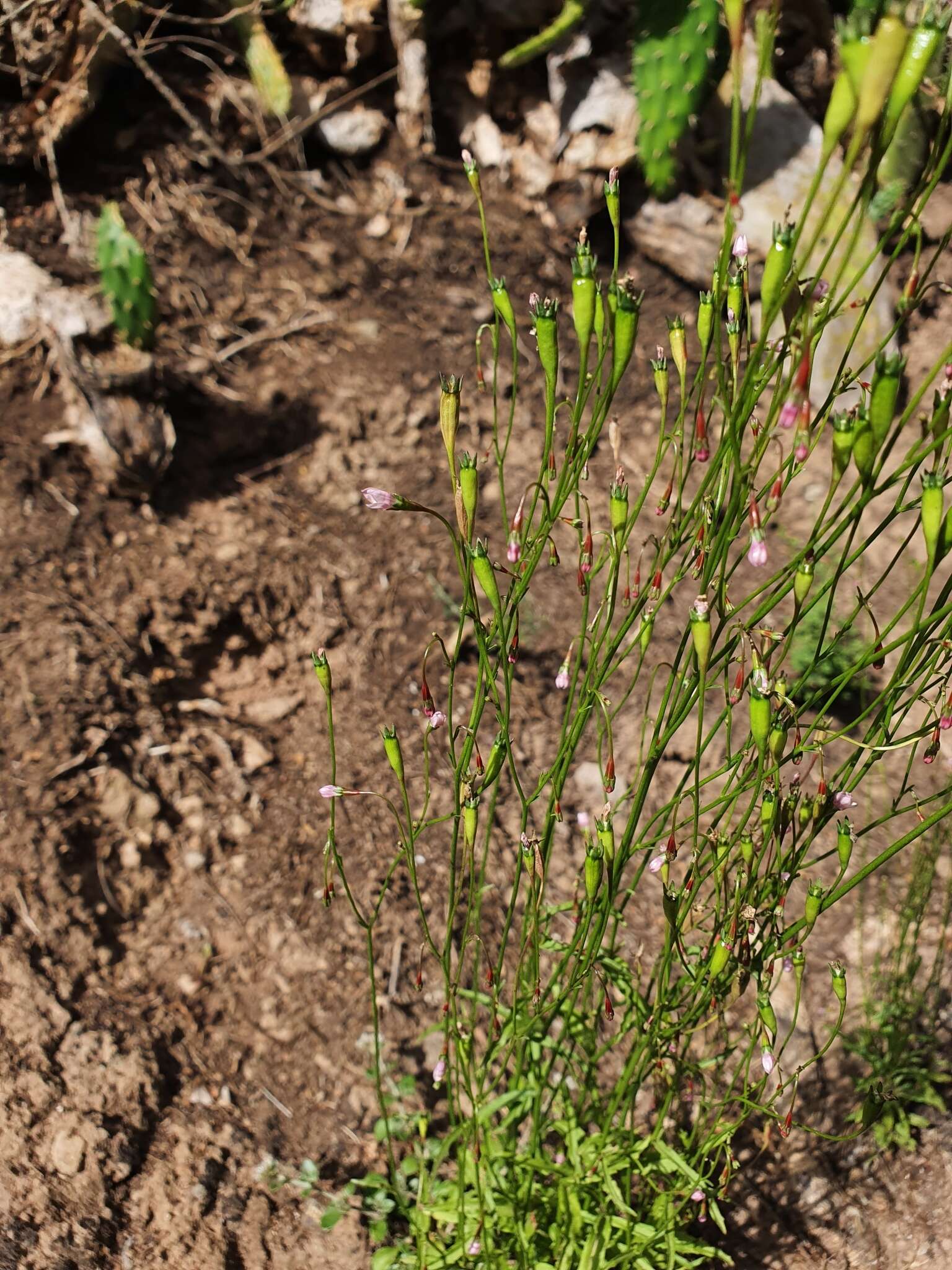 Wahlenbergia lobelioides (L. fil.) Link resmi