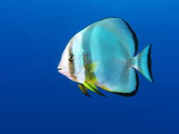 Image of Blunthead batfish