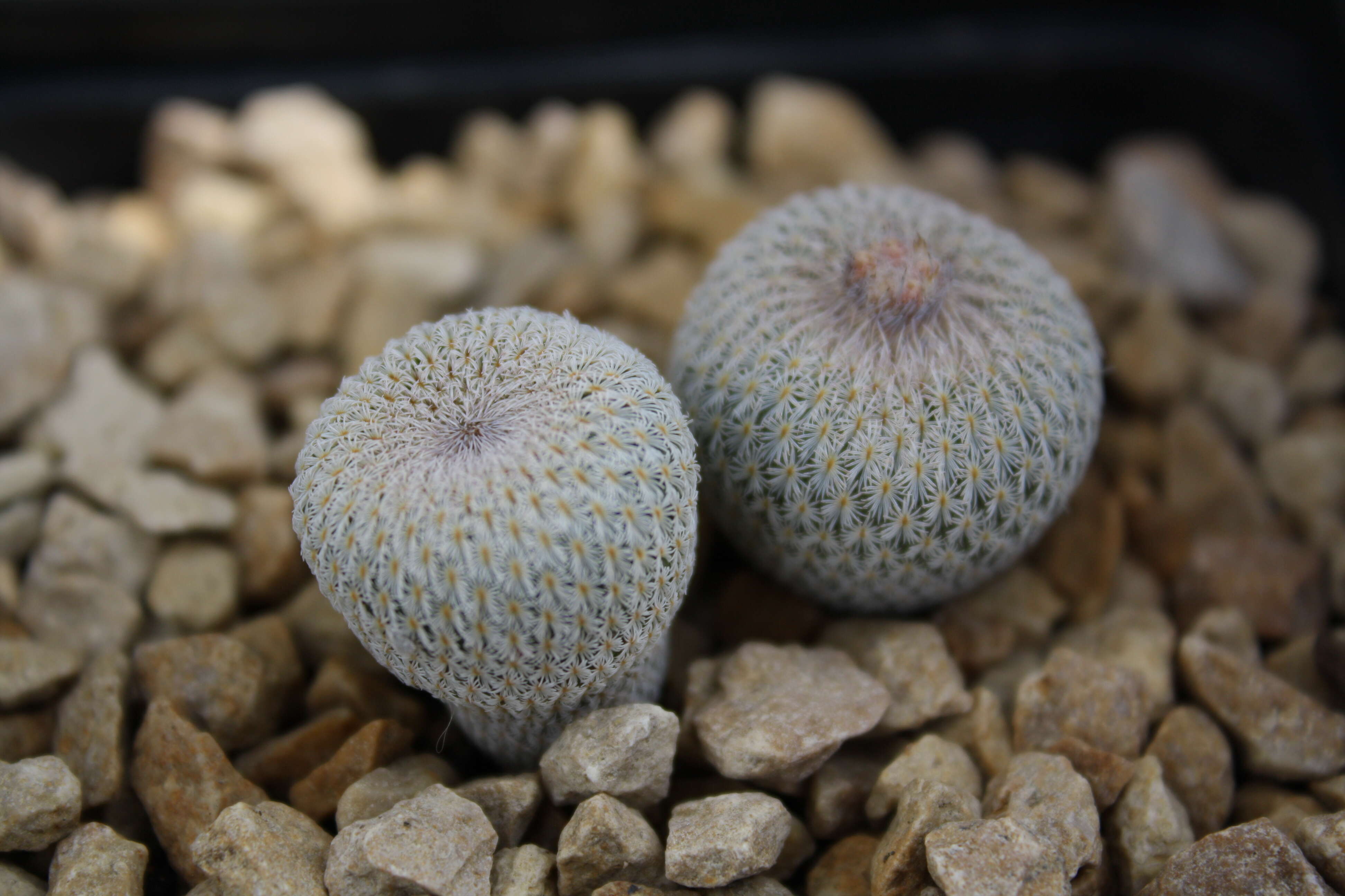 Image of Button Cactus