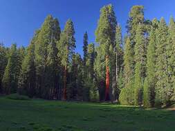 Image of giant sequoia