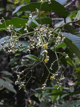 Image of Schumacheria castaneifolia Vahl