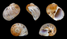 Image of Natica hebraea Philippi 1852