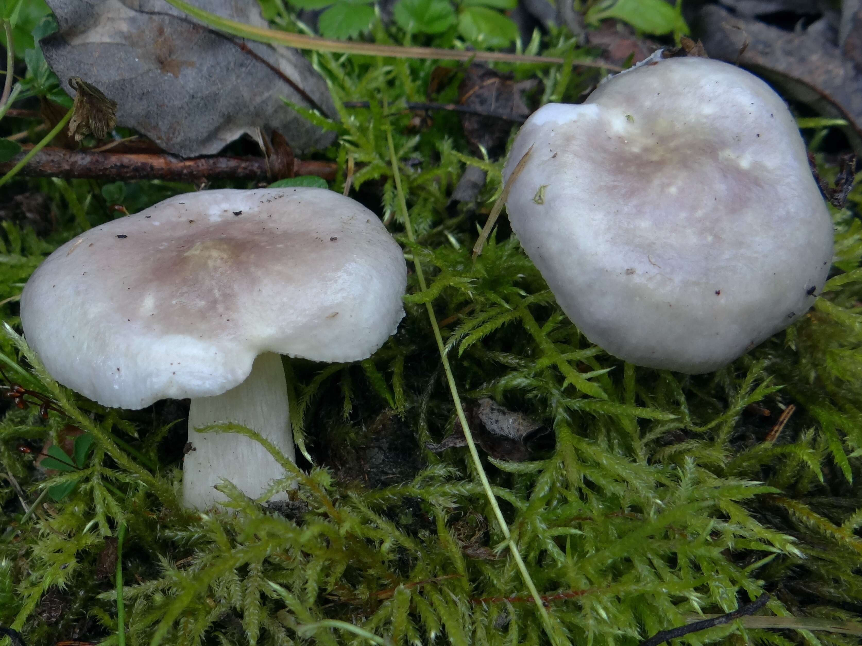 Image of gray almond waxy cap