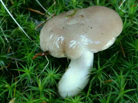 Image of gray almond waxy cap