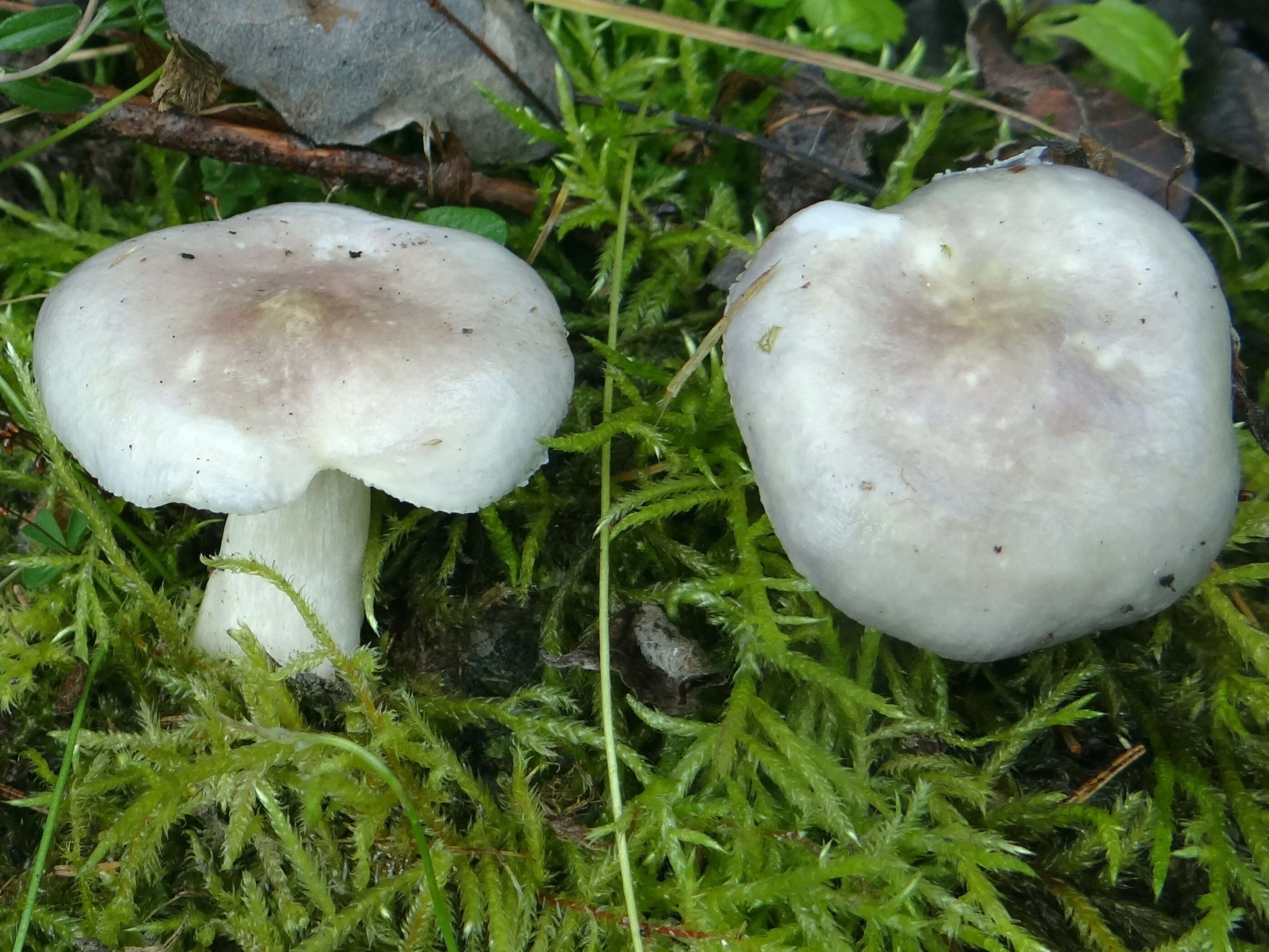 Image of gray almond waxy cap