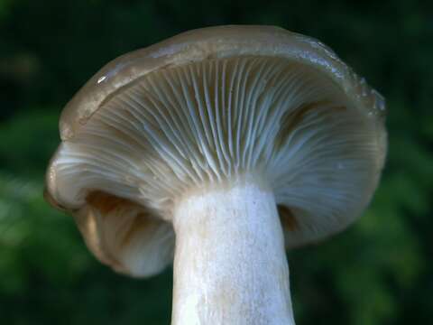 Image of gray almond waxy cap