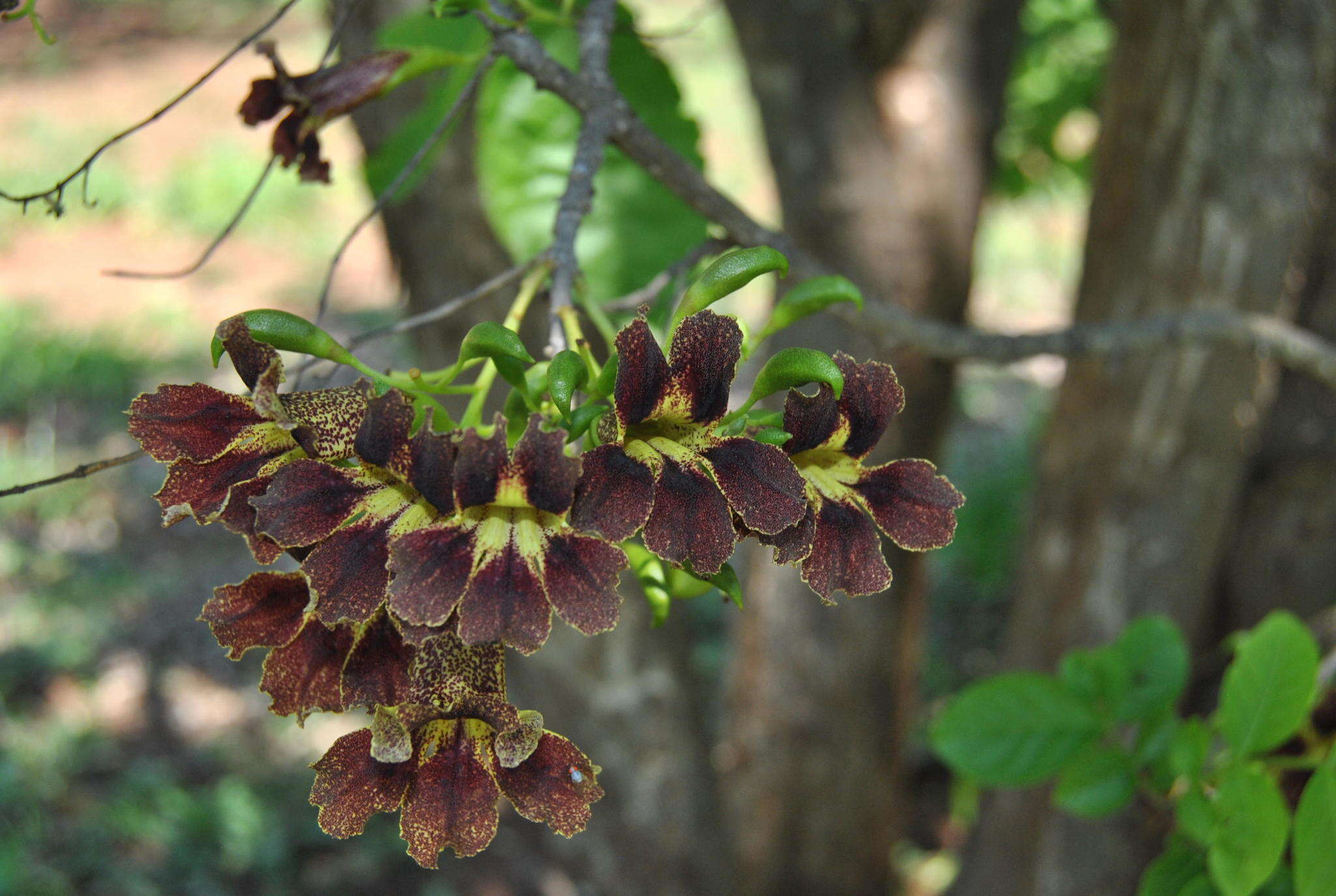 Image of Bean-tree