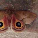 Image of Owl Moth