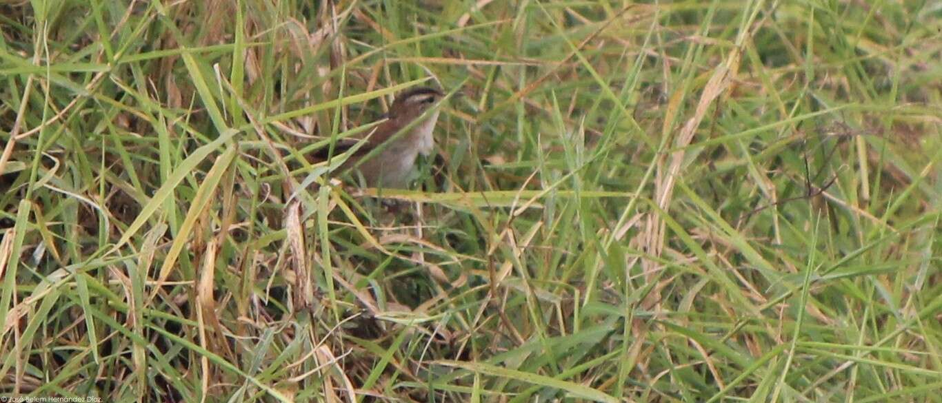 Image of Marsh Wren