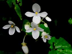 Image of Begonia crenata Dryand.