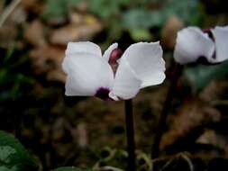 Image of Cyclamen coum Miller