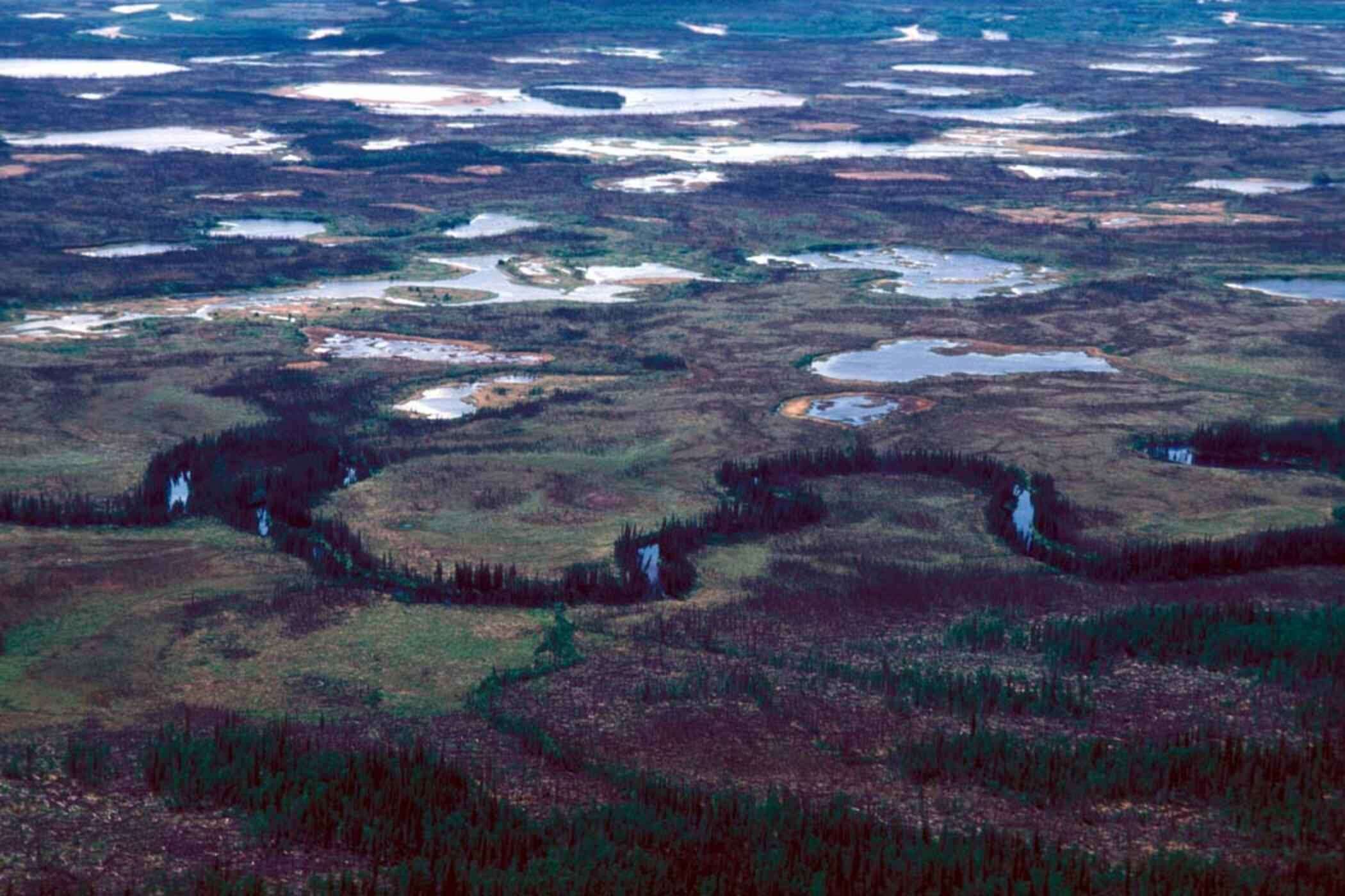 Image of Canadian Spruce