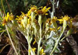 Image de Senecio lineatus (L. fil.) DC.