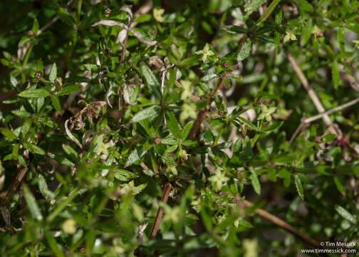 Image of graceful bedstraw