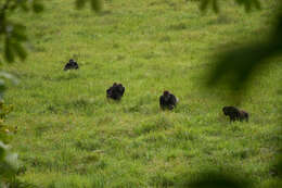 Image of Western Lowland Gorilla