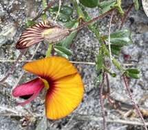 Image de Isotropis cuneifolia (Sm.) B. D. Jacks.