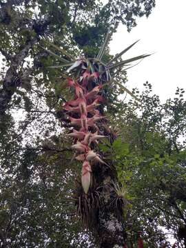 Imagem de Tillandsia eizii L. B. Sm.