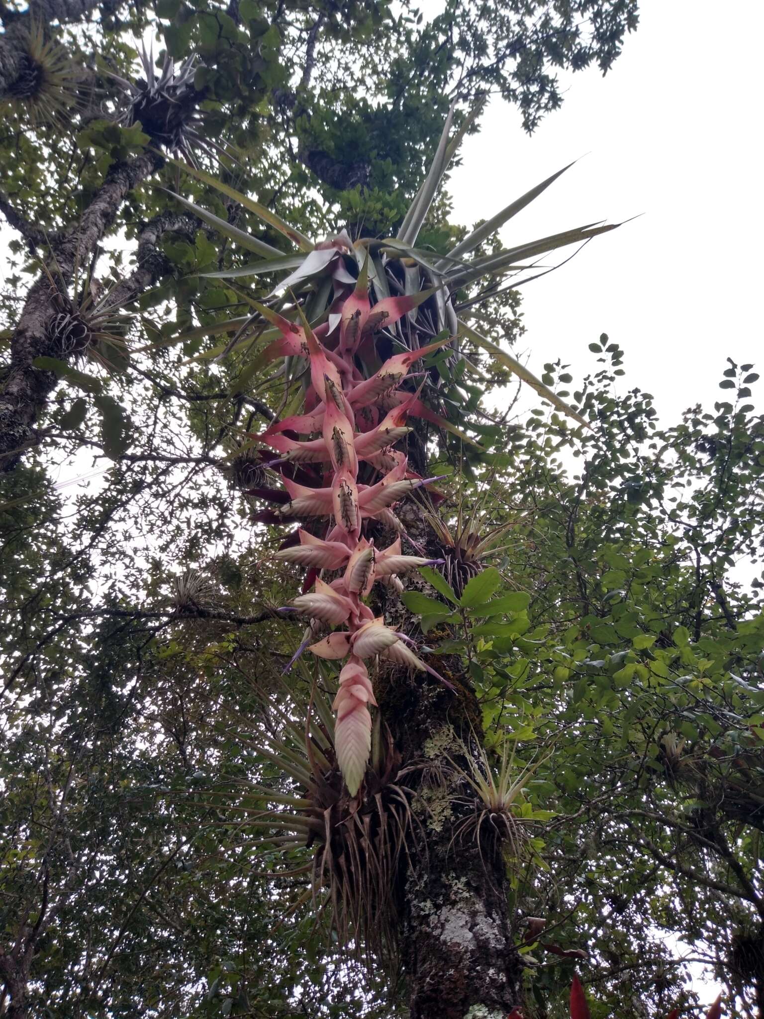 Image of Tillandsia eizii L. B. Sm.